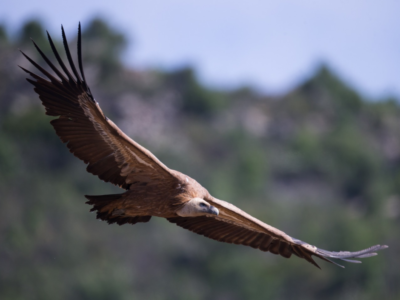 rapaces des pyrénées atlantiques 64
