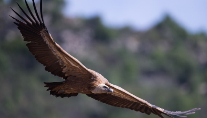 rapaces des pyrénées atlantiques 64