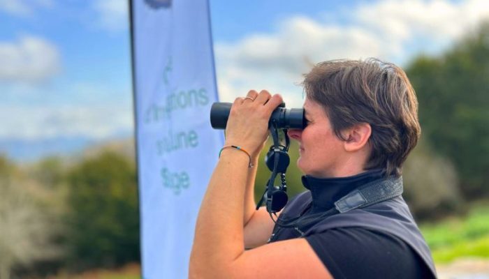 Comptage des palombes au Pays basque : une mission essentielle pour la biodiversité