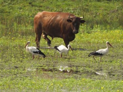 Pratiques d’élevage en milieux humides : une journée d’échanges à La Saligue aux Oiseaux