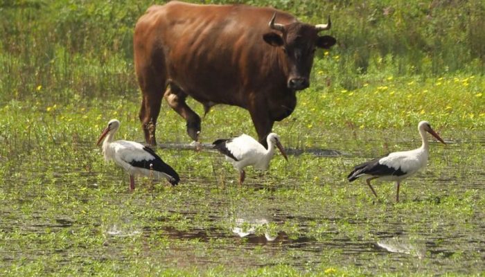 Pratiques d’élevage en milieux humides : une journée d’échanges à La Saligue aux Oiseaux