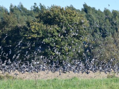 Recensement des palombes hivernantes dans le grand Sud-Ouest – Hiver 2024/2025