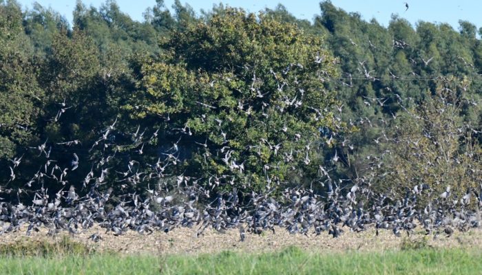 Recensement des palombes hivernantes dans le grand Sud-Ouest – Hiver 2024/2025