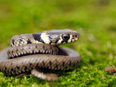 Agenda Nature découvertes des reptiles en Bearn et pays basque