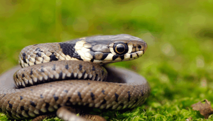 Agenda Nature découvertes des reptiles en Bearn et pays basque