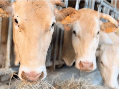 tuberculose bovine dans les pyrénées atlantiques