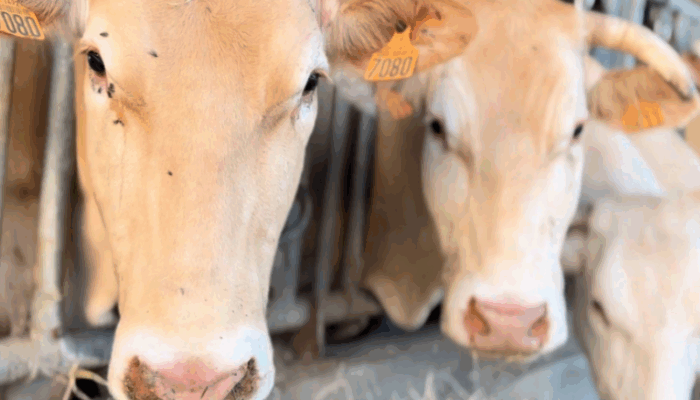 tuberculose bovine dans les pyrénées atlantiques