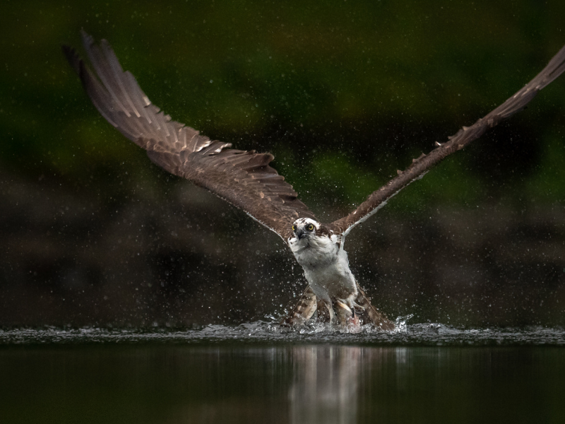 Balbuzard pêcheur saligue pyrenees atlantiques