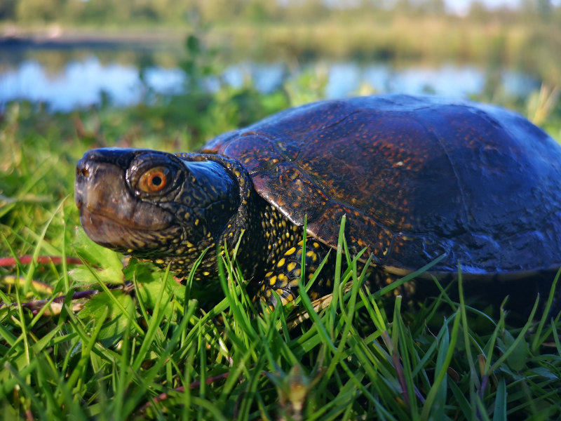 cistude d europe pyrenees atlantiques