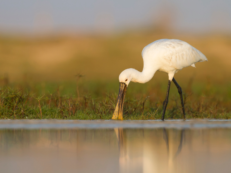 spatule blache pyrenees atlantiques