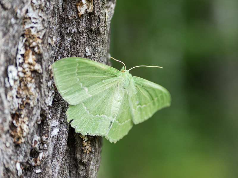 Grande naïade pyrenees atlantiques