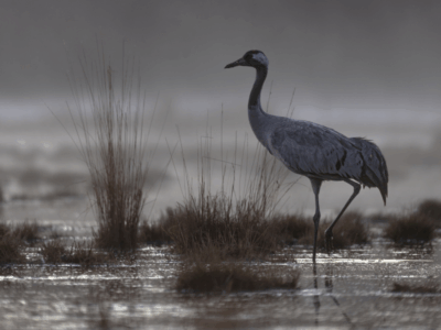 Comuniqué de presse : grippe aviaire dans les pyrenees atlantiques