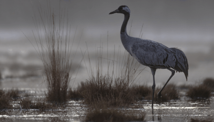 Comuniqué de presse : grippe aviaire dans les pyrenees atlantiques