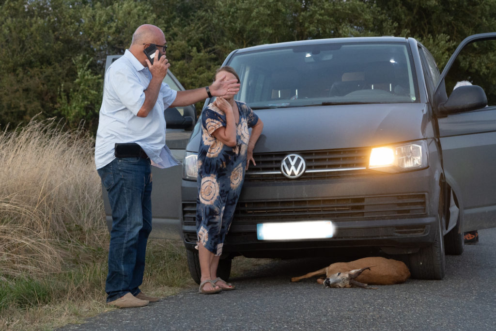 Que faire en cas de collision avec un animal sauvage ?