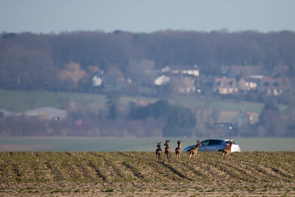 Conseils pour éviter les collisions avec la faune sauvage