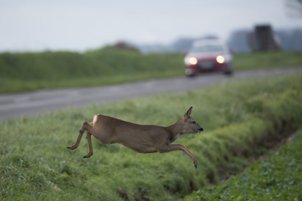 La Fédération des chasseurs des Pyrénées-Atlantiques (FDC64) recommande une vigilance renforcée sur les routes