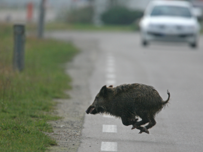 Vigilance accrue face aux collisions avec la faune sauvage