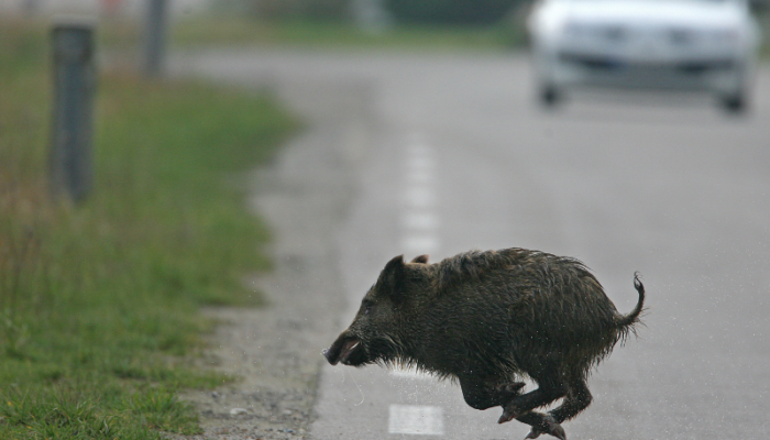 Vigilance accrue face aux collisions avec la faune sauvage
