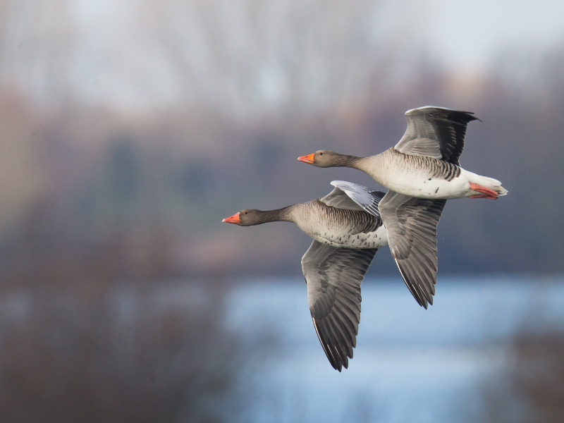 comptage gibier eau wetlands 2026