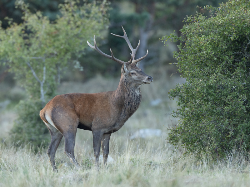 connaissance et la gestion durable de la faune sauvage