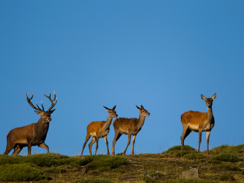 populations de cerfs du Massif central présentent une diversité génétique