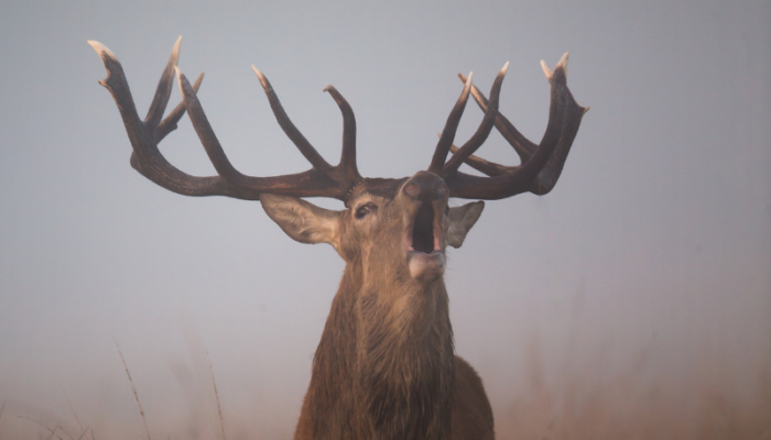 Cerf élaphe : une étude scientifique majeure à laquelle contribue la FDC64