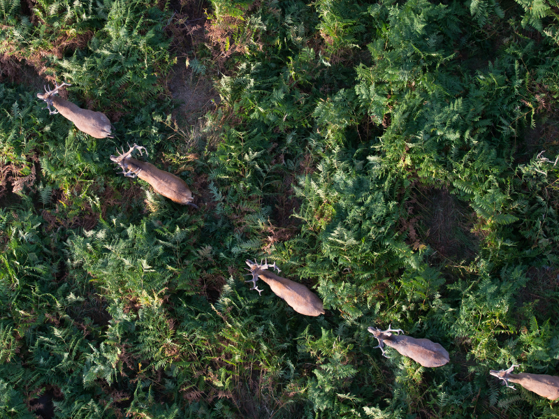 connectivité génétique des populations de cerf élaphe dans le Massif central.