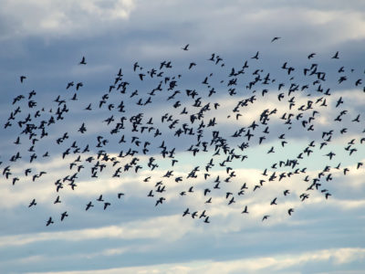 radar ornithologique hendaye