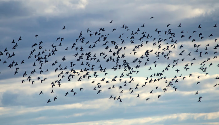 radar ornithologique hendaye