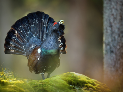 Retrait du Grand Tétras et du Lagopède alpin : une décision dogmatique et contre-productive