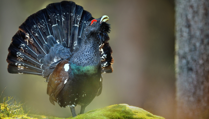 Retrait du Grand Tétras et du Lagopède alpin : une décision dogmatique et contre-productive