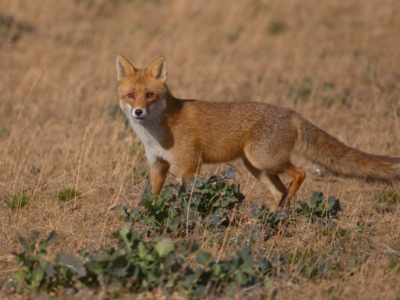 renard-tuberculose-bovine-pyrenees-atlantiques