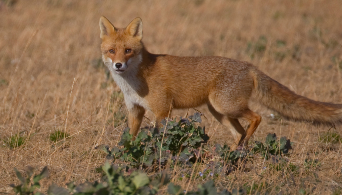 renard-tuberculose-bovine-pyrenees-atlantiques