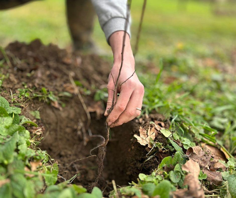 plantation-arbres-haie-champetre
