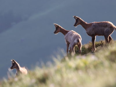 Les populations d'isards se portent bien dans les montagnes basques