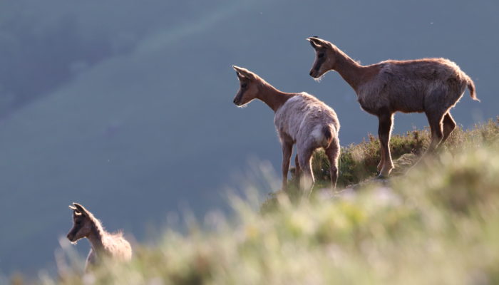 Les populations d'isards se portent bien dans les montagnes basques