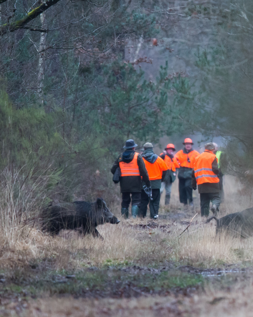 Règlementation de la chasse dans les pyrennees atlantiques