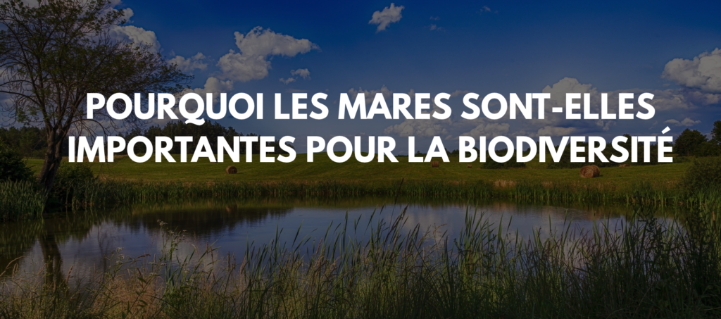 Pourquoi les mares sont-elles importantes pour la biodiversité