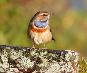 gorgebleue-a-miroir-saligue-aux-oiseaux
