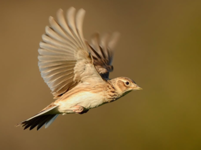 Chasse de l’alouette aux pantes : victoire devant le Conseil d’Etat !