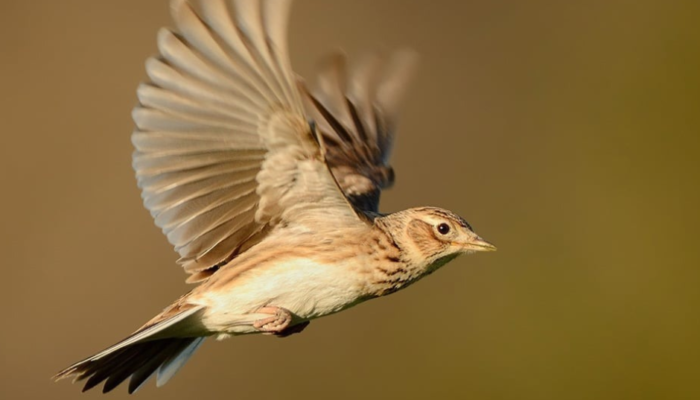 Chasse de l’alouette aux pantes : victoire devant le Conseil d’Etat !