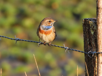 gorgebleue-miroir-saligue-aux-oiseaux