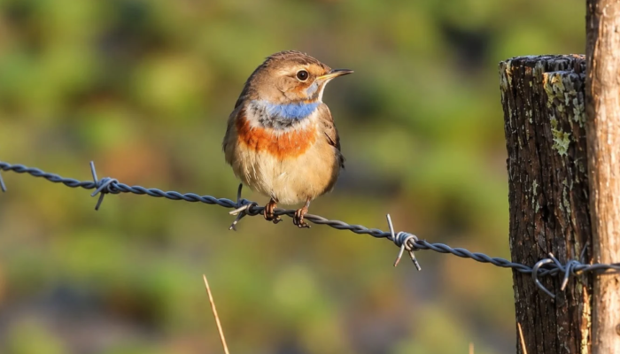 gorgebleue-miroir-saligue-aux-oiseaux